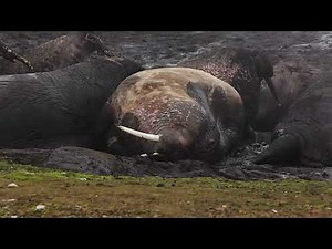 Walrus Burping and Farting in a Mud Bath