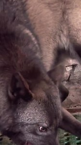 Wolf in Angry Mood #wolf #asmr #food #blackwolf | Creative page