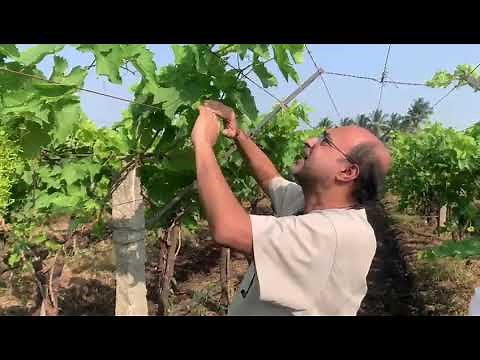 Downy mildew and anthracnose management during early berry development stage in grapes
