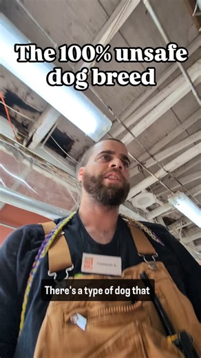 Dangler in Chief on Instagram: "Pink nose block heads are 100% dangerous, 100% of the time. Gosh I love this type of dog so much. Like they always have happy tail and love giving kisses. Wero pronounced like "white people" in Spanish is perfect and available for adoption at @austinpetsalive"