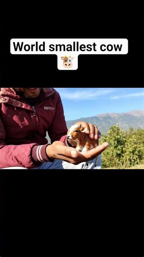Meet Rani: World smallest cow 🐮 #SmallestCow