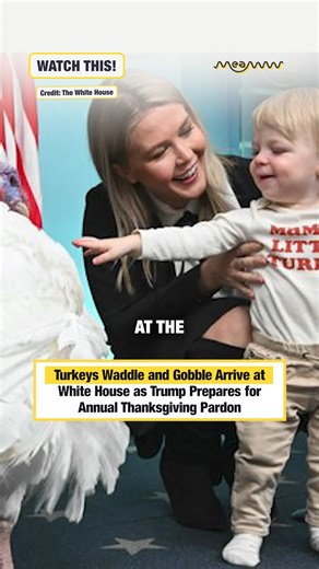Turkeys Waddle and Gobble Arrive at White House as Trump Prepares for Annual Thanksgiving Pardon Credit: The White House #waddleandgobble #TurkeyPardon #ThanksgivingAtTheWhiteHouse #PresidentTrump #WhiteHouseTradition #Thanksgiving2025 #Waddle #Gobble #TrumpNews #dchappenings | MEAWW