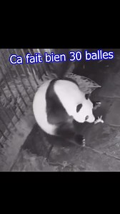 999K views · 5.2K reactions | C'est un garçon ou une fille? c'est demi part | Jeremandtheduck | Facebook