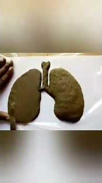Lungs Clay Modelling | How to make Clay Model Lungs easily