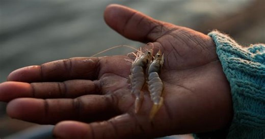 Eco India: How shrimp is being farmed in Punjab, miles away from the coastline