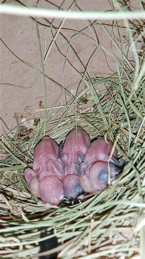 Java Sparrow Breeding Season 2025 | Complete Hatching Process🐣#birds #parrot #shortsviral