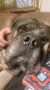 118K views · 12K reactions | He's having his tail surgery in the morning. | Hogan's Adventures | Facebook