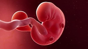clip-1013864228-medically-accurate-3d-animation-fetus-week-6