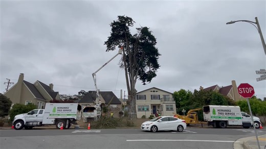 Expert Tree Care Services by Hernandez Tree Service