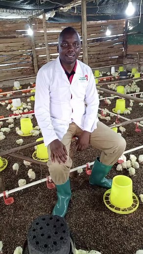 Kukuchic Brooder Management for Broilers and Layers