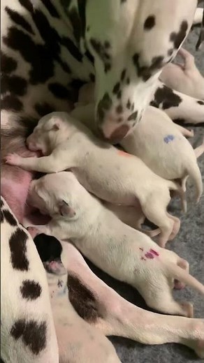 Alle 28 Dalmatiner Welpen nehmen sehr gut zu und sind fit!