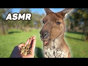 Kangaroo ASMR - Feeding Kangaroo Sounds & Noises - Animal ASMR