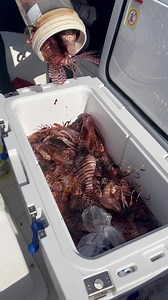1.5K views · 58 reactions | Beautiful day for diving and killing, invasive lionfish! | Lionfish Extermination Corp | Facebook