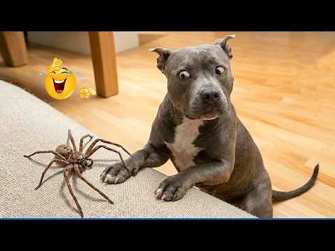 Best Of The 2026 Funny Animal Videos 🤣🐶 The Funniest Animals That Will Make You Laugh Crazy 🐾 🤣