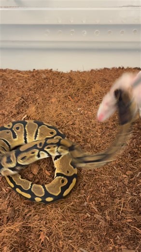 DgoReptiles on Instagram: "BALL my Ball Python is pretty hungry as usual❤️‍🔥🐍 #reptile #snake #python #ballpython #feeding"