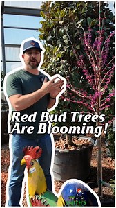 Nothing welcomes spring like the vibrant pink blooms of a redbud tree! 🌿 Hardy, low-maintenance, and pollinator-friendly, these beauties bring color before anything else. Plant one now and enjoy the first sign of spring for years to come! 🌳💜 #smithsgardentown 🌿 #redbudtree 🌸 #springiscoming ☀️ #earlyblooms 💕 #gardeningjoy | Smith's Gardentown