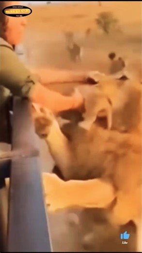 amazon short video 🦁#amazon #shorts #lion #video #viral 🦁