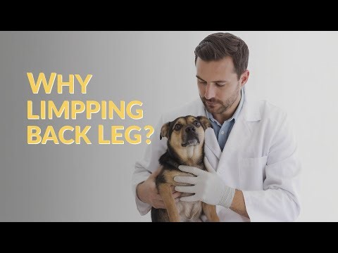Why is My Dog Limping Back Leg (Causes and Treatment)