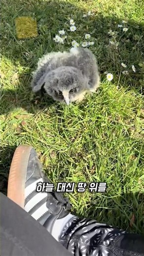 올빼미는 날기 전에 달리는 법부터 배웁니다