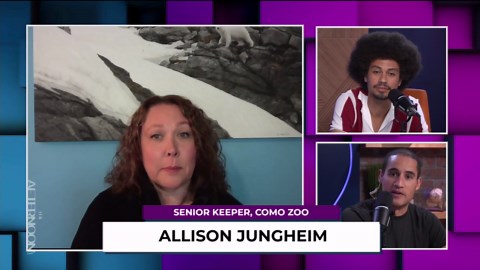 Astra arrives! Como Zoo’s new polar bear makes a splash