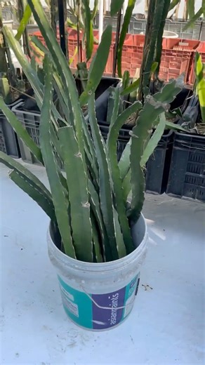 Rare Dragon fruit cutting root development process 🪴#shorts #viral