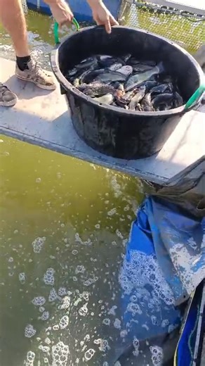 Si continuerà con la pesca al pesce gatto fino a cerca metà ottobre....video di venerdì 19 settembre 🎣 | Pesca Sportiva dalla Maria