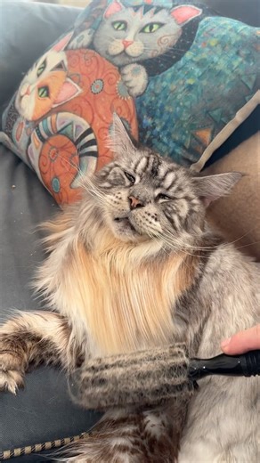 Brushing Bear With a Bristle Brush 😲 Giant Paws Comes Down