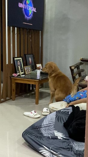 help badong find the minion 😂 #fyp #dogsoftiktok #dog #goldenretriever