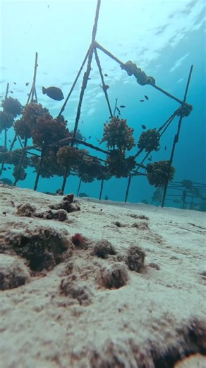 Life beneath the surface 🌊 Here’s a brief glimpse at what appears on one of our conservation areas when we’re not around. As you can see, the cage reef has some healthy corals which have attracted a whole host of creatures! 🐠 #tracc #marinescience #marineconservation #artificialreef #coralconservation #reefrestoration #saveourreefs #timelapse #marinelife #volunteer #scubadiving #borneo #malaysia #ocean #conservation #oceanadvocate | TRACC
