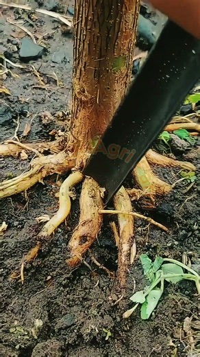 Treating and Cleaning Exposed Tree Roots for Healthy Growth 🌳🧼✨