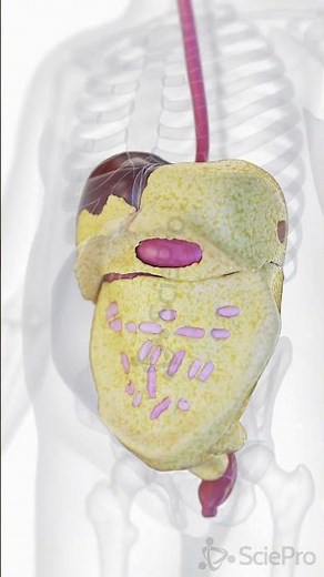 ⚠️ Visceral Fat: The Hidden Fat Around Your Organs ⚠️