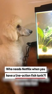 This dog was determined to eat some fish! #dogs #humor #fishtank | Reader's Digest