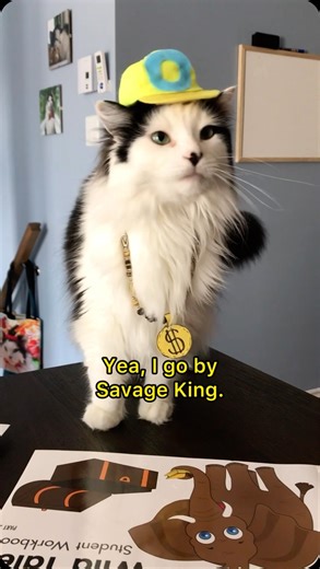 When Oreo and I first started posting videos on Musically (now TikTok), we did a bunch of skits where Oreo played a teacher ad well as students. This was one the first one in the series that we did. The audio was created by another creator on the platform at that time, Nathan Evan. This was probably one of my favourites in the series. #throwback #theoreocat #funnycats | The Oreo Cat