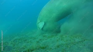 Sea cow swims over sandy bottom - Abu Dabab, Marsa Alam, Red Sea, Egypt, Africa