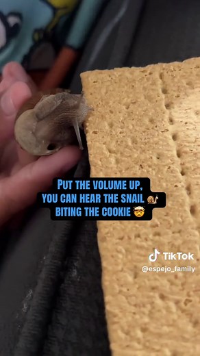 Hear Snail Eating Cookie 🐌 #SnailPet