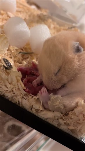 お母さんしてて愛くるしい…。#ハムスターのいる暮らし可愛い #ハムスター可愛い #ハムスター #ハムスターのいる生活モフモフ