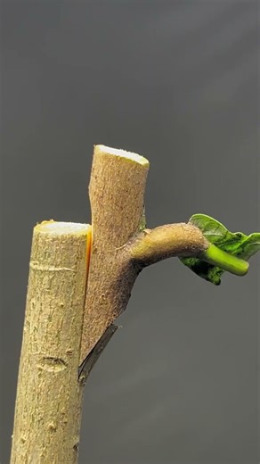 #Loquat trees grafted in winter sprout in spring #graftingtechniques