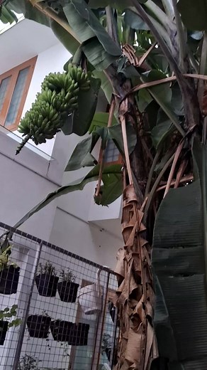 ഞങ്ങള് വച്ചുപിടിപ്പിച്ച വാഴയിലെ ആദ്യമായ് ഉണ്ടായ കുലയാണ് | Hazeena Nair