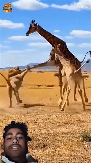사자에게 킥을 하는 기린 커플 A Giraffe Couple Kicking a Lion#giraffe #lion#wildlife