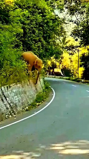 A Elephant she's Angry #reviewanimalviral #hyenashuntinganimal #reelinviralfb #animallionnature #crocodileandloin #lionattckboar #monkeyinwoild #reelattckanimalviral #wildlionviral #leopardtiggerattck | Battle blue