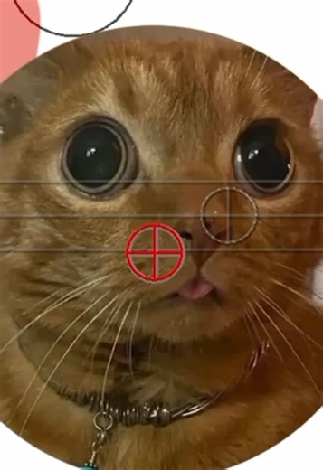 Silly Cat Drawing Speed Paint: Fun Art Insights