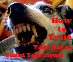 How to Train a Dog to Guard Your House