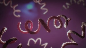 Insights on the Rising Rates of Syphilis in the United States