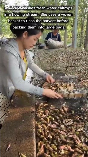Traditional Water Caltrop Washing