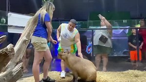 It’s capybara appreciation day!!💗 📹: Video taken by Keeper Kaitlyn | San Antonio Aquarium