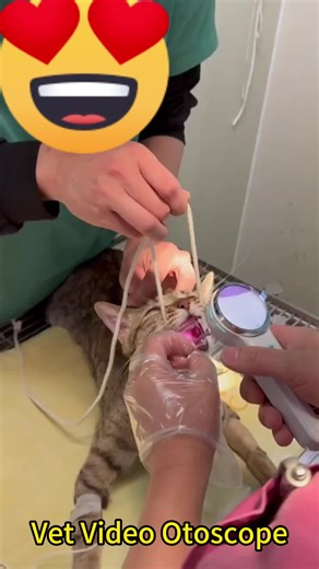 This Veterinary Video Otoscope is a handheld electronic otoscope for animals with magnification function, image and video, and supports APP operation and viewing. It can also be used as a rhinoscope and a Laryngoscope and for skin checking. #vetotoscope #vetlaryngoscope
