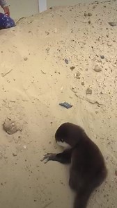 229K views · 4.4K reactions | Orphaned baby otter follows kids up from the river and jumps into bed  Credit: The Dodo | Otter | Facebook
