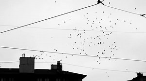 Birds, Nature, Flight. Free Stock Video