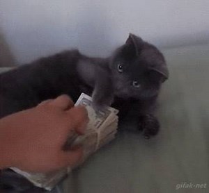 Keep your cash because we are offering free microchipping and desexing for your cat! As long as you live in Banyule you are eligible, just call 9490 4222 to book your spot. | Banyule City Council