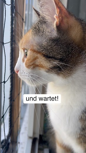 Lilly🌈, Lotti & Lori on Instagram: "Loris Herz ist gebrochen!💔 #catsofinstagram #katze #funnycat #cat"